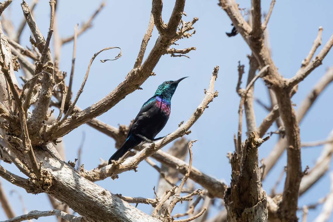 Purple-banded Sunbird (Cinnyris bifasciatus) Chale Island, Kenya. Mar 8, 2023 Cinnyris bifasciatus,Geotagged,Kenya,Purple-banded sunbird,Summer