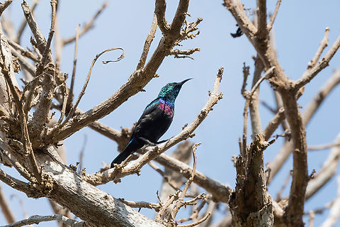 Purple-banded Sunbird (Cinnyris bifasciatus) Chale Island, Kenya. Mar 8, 2023 Cinnyris bifasciatus,Geotagged,Kenya,Purple-banded sunbird,Summer