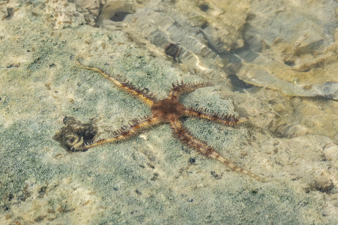 Lagoon Brittle Star (Ophiocoma scolopendrina) Chale Island, Kenya. Mar 8, 2023 Geotagged,Kenya,Ophiocoma scolopendrina,Summer