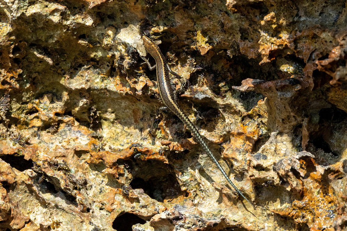 East-African Snake-eyed Skink (Cryptoblepharus africanus) Chale Island, Kenya. Mar 8, 2023 Cryptoblepharus africanus,Geotagged,Kenya,Summer