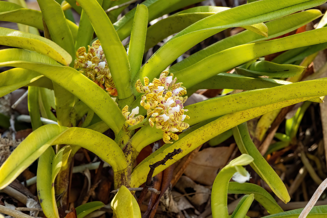 Acampe pachyglossa (Orchidaceae) Chale Island, Kenya. Mar 8, 2023 Acampe pachyglossa,Geotagged,Kenya,Summer