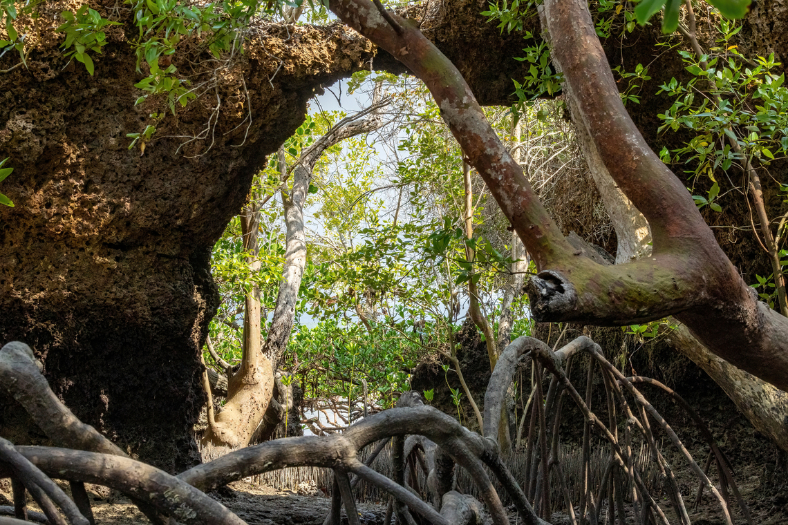 Loop-root mangrove (Rhizophora mucronata) Chale Island, Kenya. Mar 8, 2023 Geotagged,Kenya,Rhizophora mucronata,Summer
