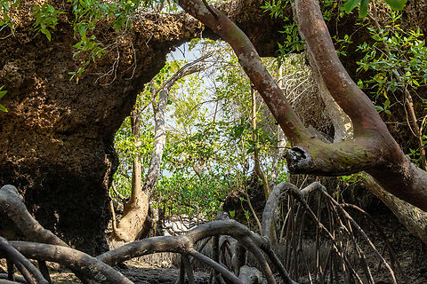 Loop-root mangrove (Rhizophora mucronata) Chale Island, Kenya. Mar 8, 2023 Geotagged,Kenya,Rhizophora mucronata,Summer