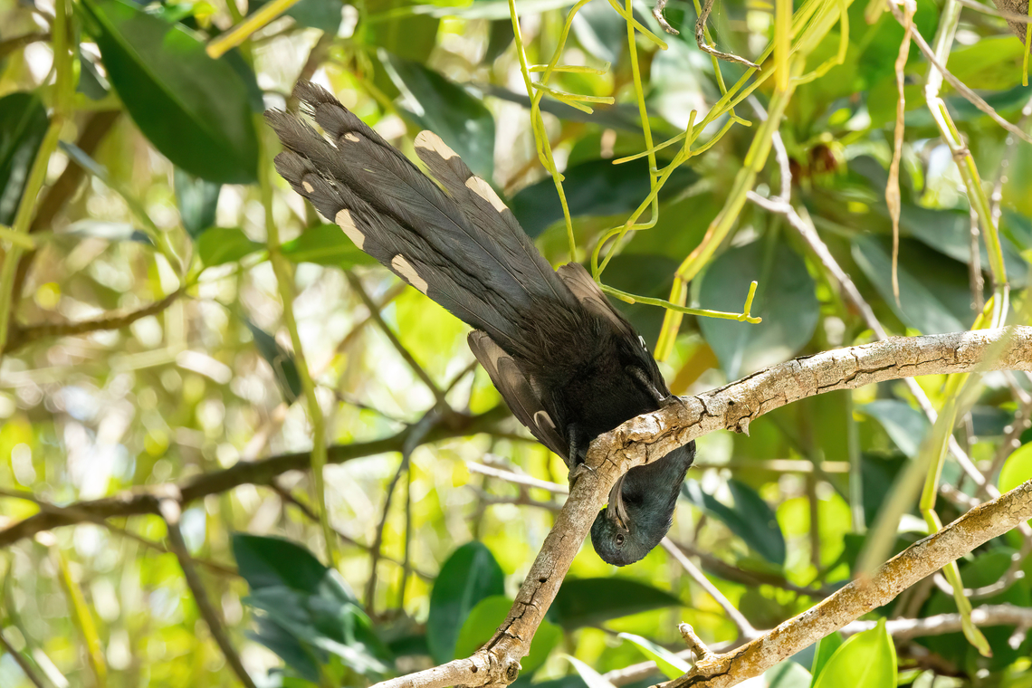 Common scimitarbill (Rhinopomastus cyanomelas) Chale Island, Kenya. Mar 8, 2023 Common scimitarbill,Geotagged,Kenya,Rhinopomastus cyanomelas,Summer