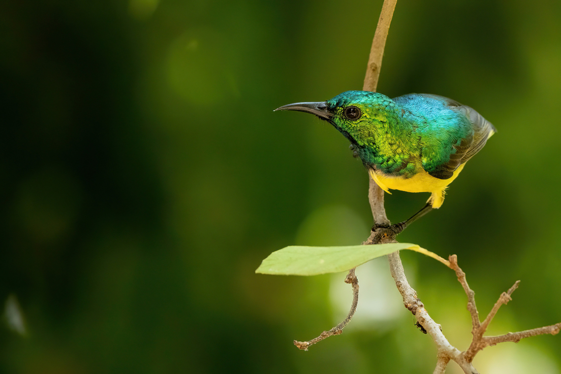 Collared Sunbird (Hedydipna collaris) Chale Island, Kenya. Mar 8, 2023 Collared Sunbird,Hedydipna collaris