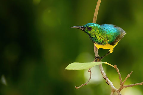 Collared Sunbird (Hedydipna collaris) Chale Island, Kenya. Mar 8, 2023 Collared Sunbird,Hedydipna collaris