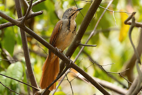 Collared Palm-Thrush (Cichladusa arquata) Chale Island, Kenya. Mar 8, 2023 Cichladusa arquata,Collared palm thrush,Geotagged,Kenya,Summer