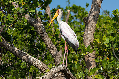 Yellow-billed Stork (Mycteria ibis) Chale Island, Kenya. Mar 8, 2023 Geotagged,Kenya,Mycteria ibis,Summer,Yellow-billed stork