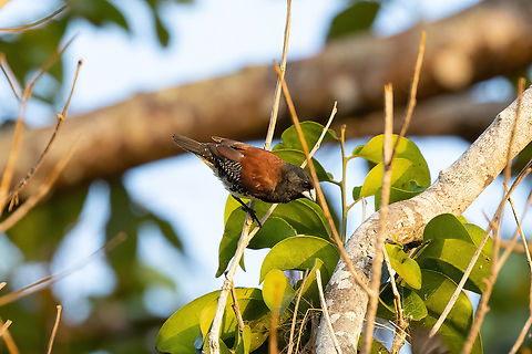 Red-backed Mannikin (Spermestes bicolor ssp. nigriceps) Chale Island, Kenya. Mar 9, 2023 Geotagged,Kenya,Red-backed Mannikin,Spermestes bicolor ssp. nigriceps,Summer