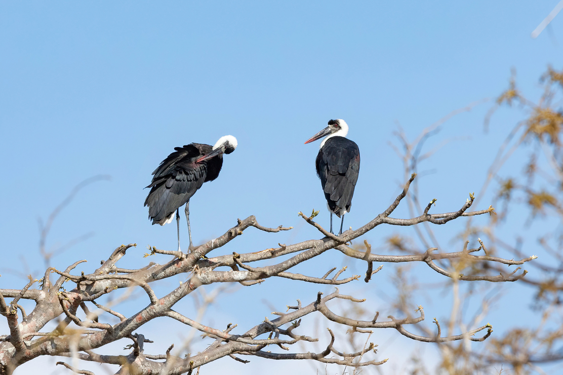 African Woolly-necked Stork (Ciconia microscelis) Chale Island, Kenya. Mar 9, 2023 African woolly-necked stork,Ciconia microscelis,Geotagged,Kenya,Summer
