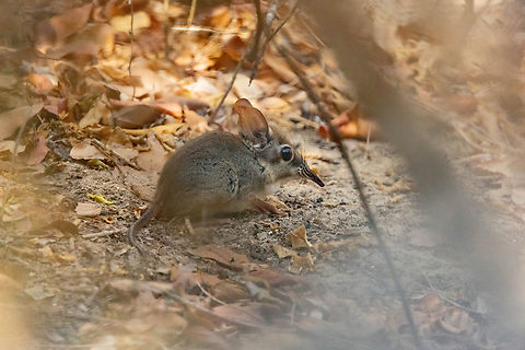 Four-toed Sengi (Petrodromus tetradactylus) Arabuko Sokoke Forest NR, Kenya. Mar 9, 2023 Four-toed elephant shrew,Geotagged,Kenya,Petrodromus tetradactylus,Summer