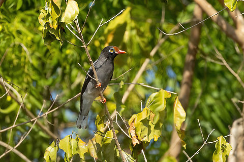 Chestnut-fronted Helmetshrike (Prionops scopifrons) Arabuko Sokoke Forest NR, Kenya. Mar 9, 2023 Chestnut-fronted helmetshrike,Geotagged,Kenya,Prionops scopifrons,Summer