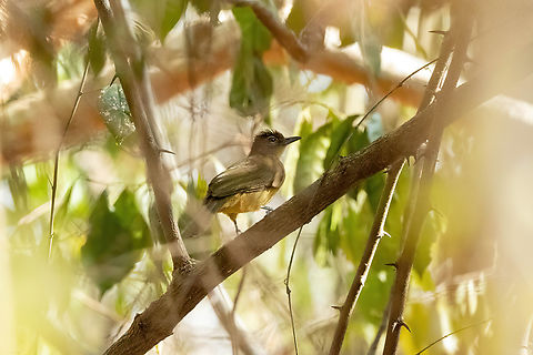 Yellow-bellied Greenbul (Chlorocichla flaviventris) Arabuko Sokoke Forest NR, Kenya. Mar 9, 2023 Chlorocichla flaviventris,Geotagged,Kenya,Summer,Yellow-bellied greenbul