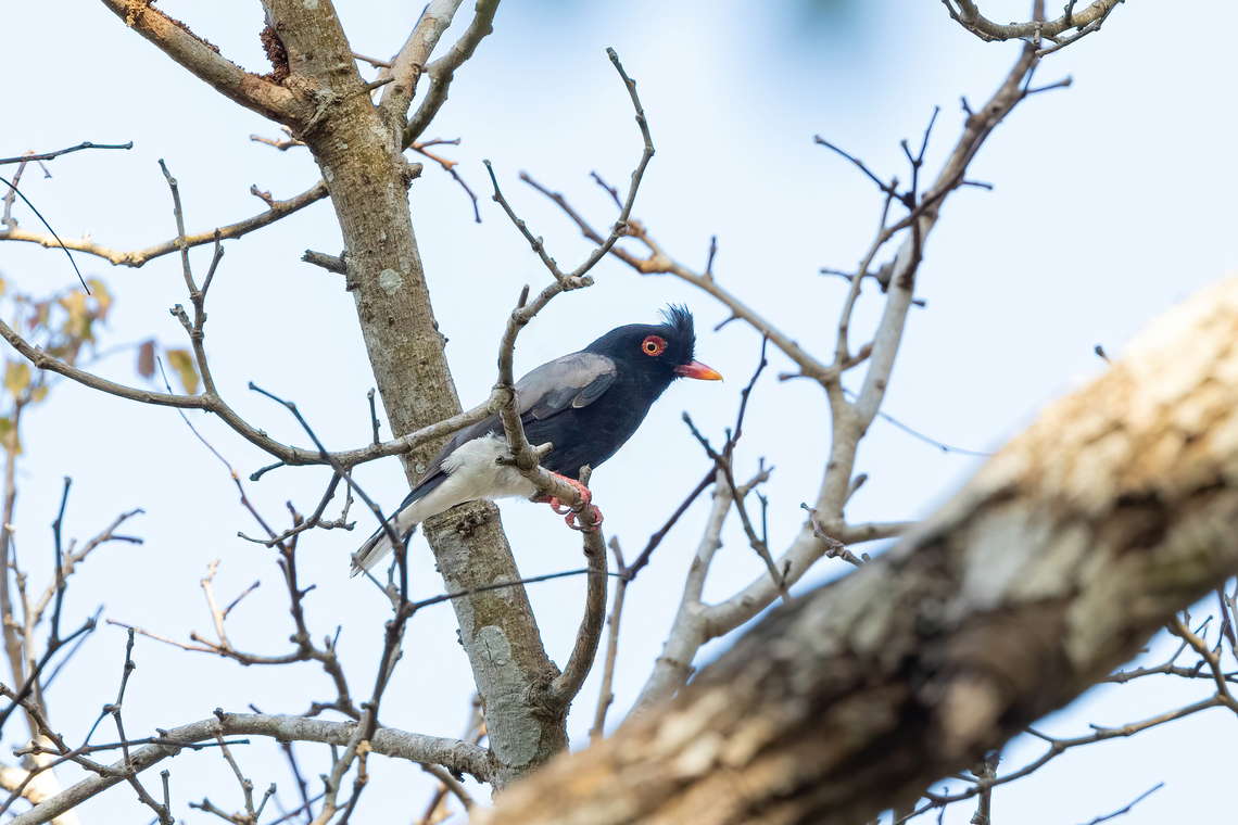 Retz's Helmetshrike (Prionops retzii) Arabuko Sokoke Forest NR, Kenya. Mar 9, 2023 Geotagged,Kenya,Prionops retzii,Retzs helmetshrike,Summer