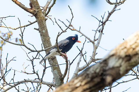 Retz's Helmetshrike (Prionops retzii) Arabuko Sokoke Forest NR, Kenya. Mar 9, 2023 Geotagged,Kenya,Prionops retzii,Retzs helmetshrike,Summer
