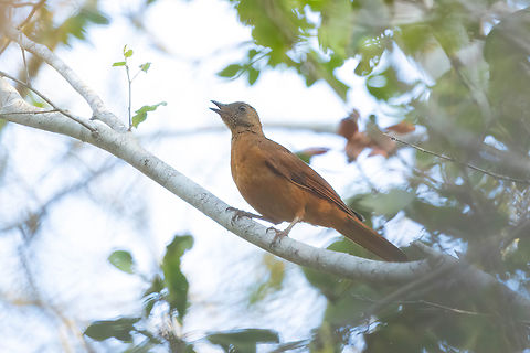 Red-tailed Ant-Thrush (Neocossyphus rufus) Arabuko Sokoke Forest NR, Kenya. Mar 9, 2023 Geotagged,Kenya,Neocossyphus rufus,Red-tailed ant thrush,Summer