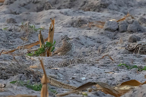 Malindi pipit (Anthus melindae) Arabuko Sokoke Forest NR, Kenya. Mar 9, 2023 Anthus melindae,Geotagged,Kenya,Malindi pipit,Summer