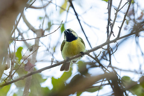 Plain-backed Sunbird (Anthreptes reichenowi) Arabuko Sokoke Forest NR, Kenya. Mar 10, 2023 Anthreptes reichenowi,Geotagged,Kenya,Plain-backed sunbird,Summer