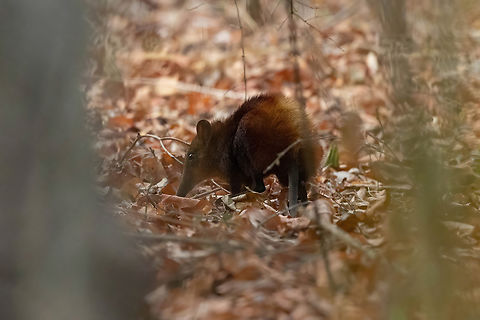 Golden-rumped Sengi (Rhynchocyon chrysopygus) Arabuko Sokoke Forest NR, Kenya. Mar 10, 2023 Geotagged,Golden-rumped elephant shrew,Kenya,Rhynchocyon chrysopygus,Summer