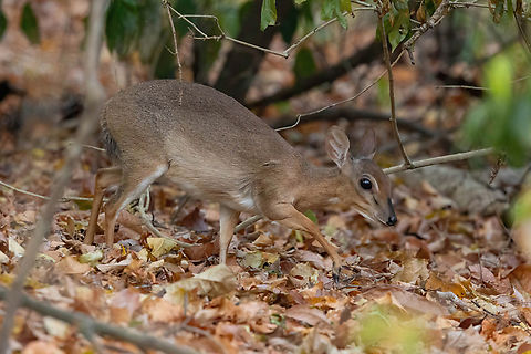 Suni (Nesotragus moschatus) Arabuko Sokoke Forest NR, Kenya. Mar 10, 2023 Geotagged,Kenya,Nesotragus moschatus,Summer,zunnie