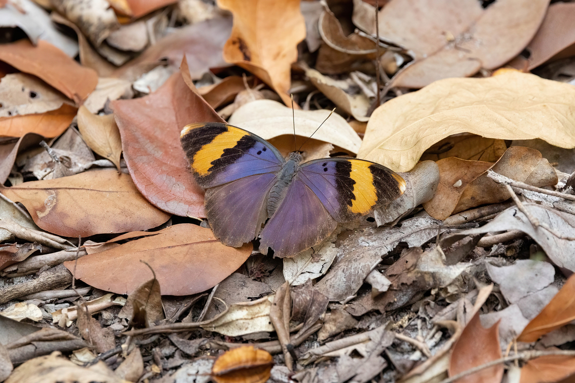 Gold-banded Forester (Euphaedra neophron) Arabuko Sokoke Forest NR, Kenya. Mar 10, 2023 Euphaedra neophron,Geotagged,Gold Banded Forester,Kenya,Summer