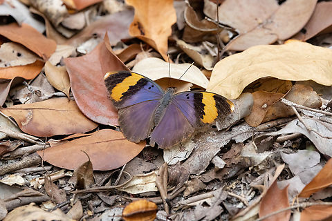 Gold-banded Forester (Euphaedra neophron) Arabuko Sokoke Forest NR, Kenya. Mar 10, 2023 Euphaedra neophron,Geotagged,Gold Banded Forester,Kenya,Summer