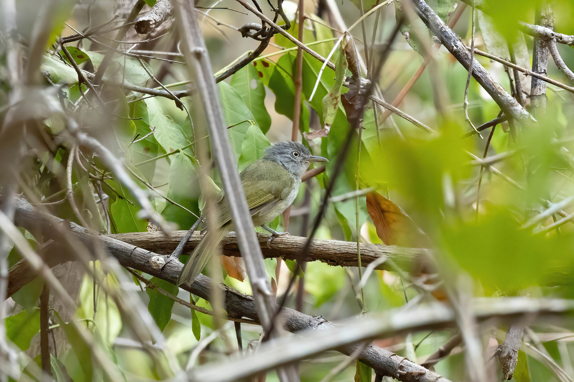 Tiny Greenbul (Phyllastrephus debilis) Arabuko Sokoke Forest NR, Kenya. Mar 10, 2023 Geotagged,Kenya,Lowland Tiny Greenbul,Phyllastrephus debilis,Summer
