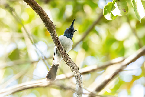 African Crested-Flycatcher (Trochocercus cyanomelas) Arabuko Sokoke Forest NR, Kenya. Mar 10, 2023 Blue-mantled Crested Flycatcher,Geotagged,Kenya,Summer,Trochocercus cyanomelas