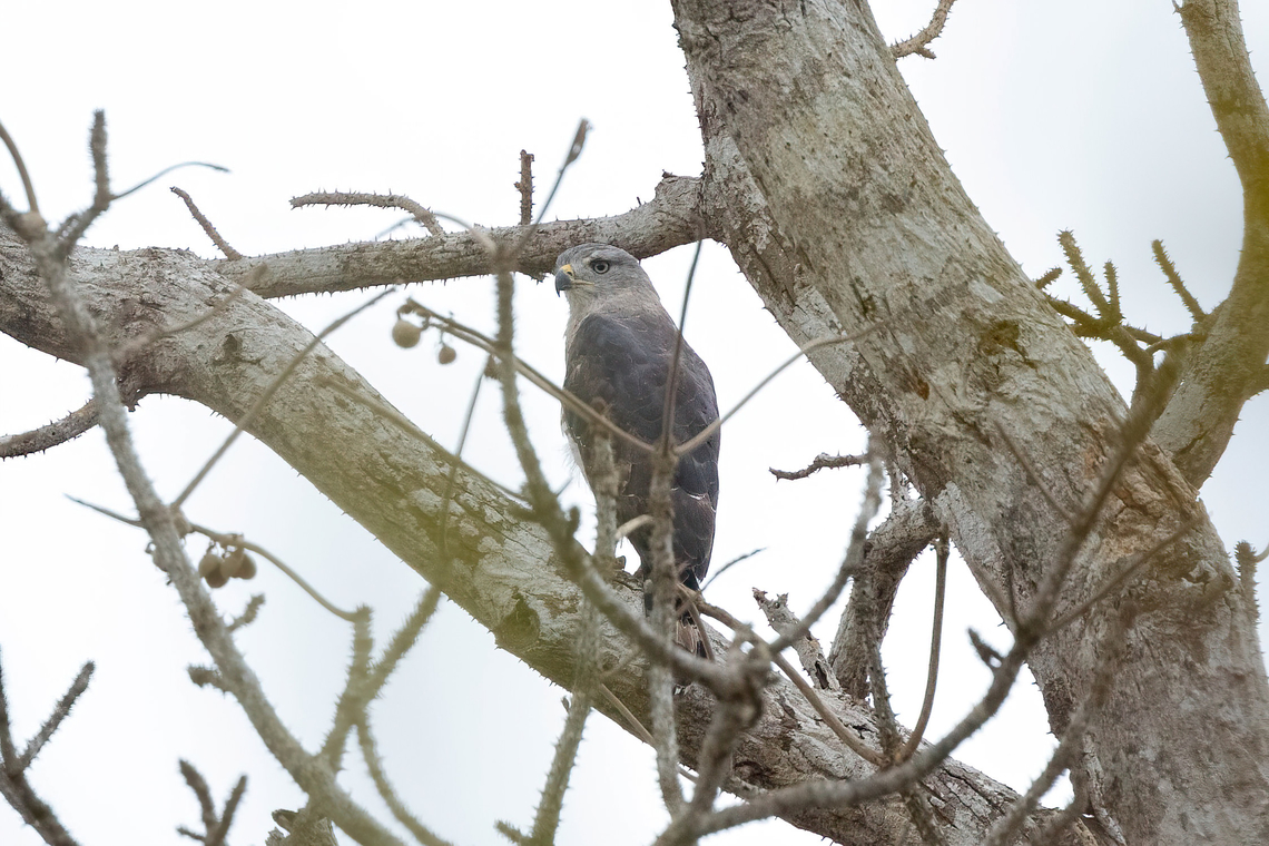 Fasciated Snake-Eagle (Circaetus fasciolatus) Arabuko Sokoke Forest NR, Kenya. Mar 10, 2023 Circaetus fasciolatus,Geotagged,Kenya,Southern banded snake eagle,Summer