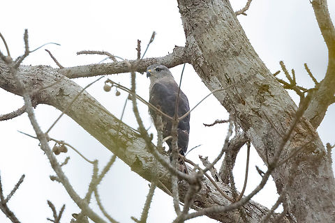 Fasciated Snake-Eagle (Circaetus fasciolatus) Arabuko Sokoke Forest NR, Kenya. Mar 10, 2023 Circaetus fasciolatus,Geotagged,Kenya,Southern banded snake eagle,Summer