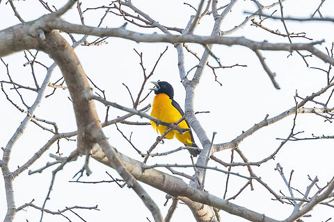 Forest Weaver (Ploceus bicolor) Arabuko Sokoke Forest NR, Kenya. Mar 10, 2023 Dark-backed weaver,Geotagged,Kenya,Ploceus bicolor,Summer