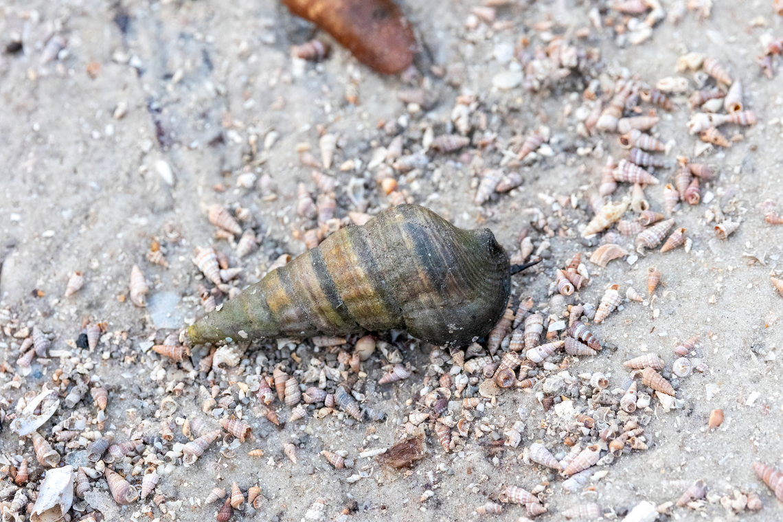 Giant Mangrove Whelk (Terebralia palustris) Mida Creek, Kenya. Mar 11, 2023 Geotagged,Kenya,Summer,Terebralia palustris