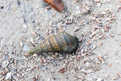 Giant Mangrove Whelk (Terebralia palustris) Mida Creek, Kenya. Mar 11, 2023 Geotagged,Kenya,Summer,Terebralia palustris