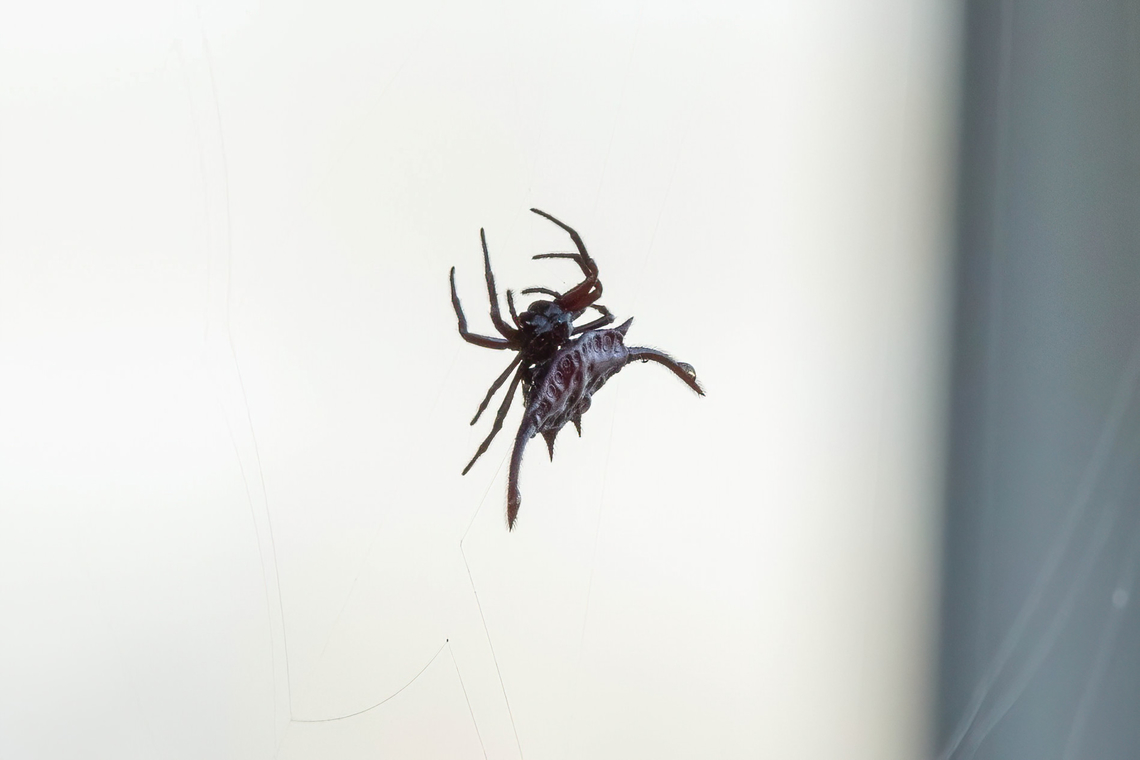 Scimitar-horn Kitespider (Gasteracantha falcicornis) Mida Creek, Kenya. Mar 11, 2023 Gasteracantha falcicornis,Geotagged,Kenya,Summer