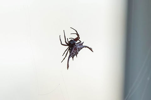 Scimitar-horn Kitespider