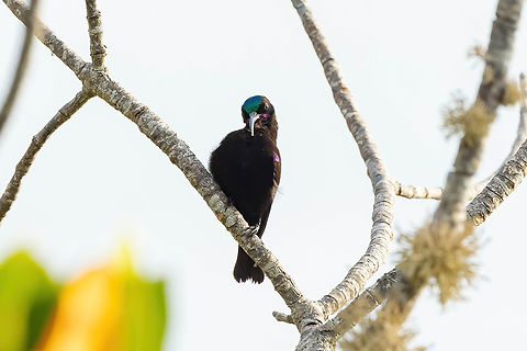 Amethyst Sunbird (Chalcomitra amethystina) Mida Creek, Kenya. Mar 11, 2023 Amethyst Sunbird,Chalcomitra amethystina,Geotagged,Kenya,Summer