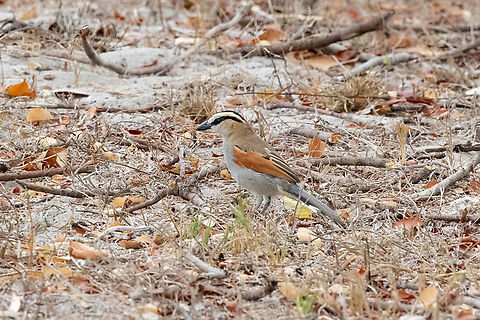 Black-crowned Tchagra (Tchagra senegalus) Mida Creek, Kenya. Mar 11, 2023 Black-crowned tchagra,Geotagged,Kenya,Summer,Tchagra senegalus