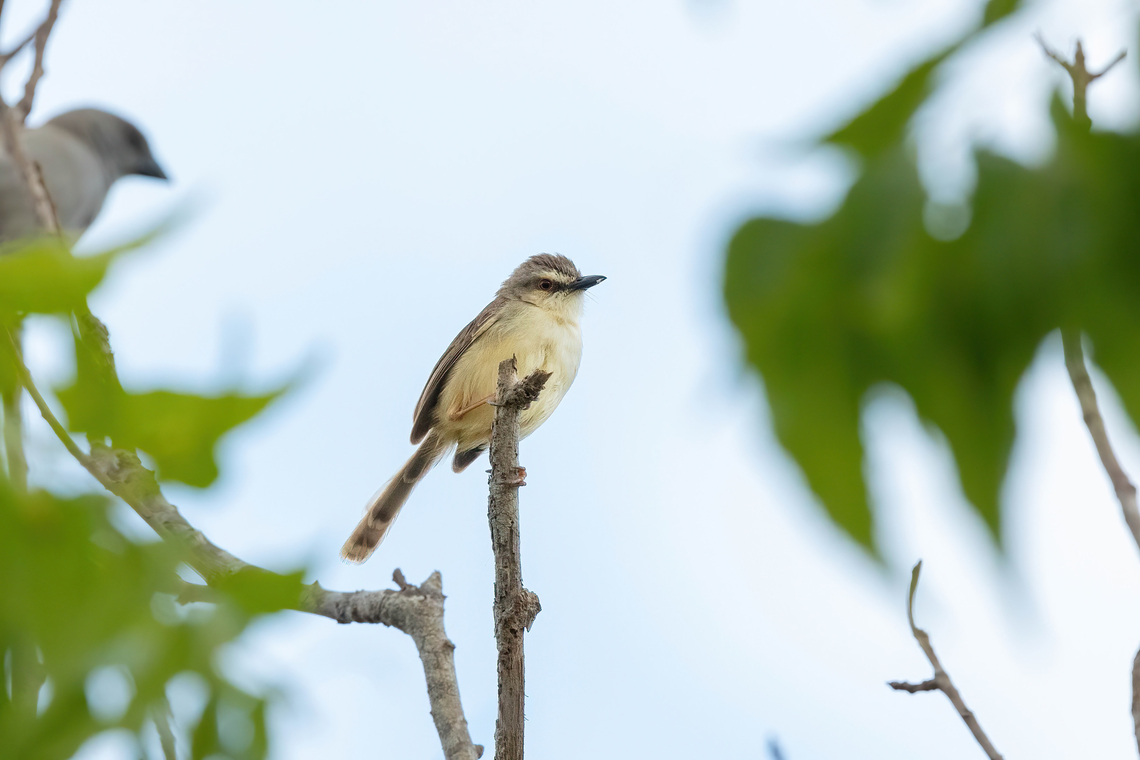 Tawny-flanked Prinia (Prinia subflava) Mida Creek, Kenya. Mar 11, 2023 Geotagged,Kenya,Prinia subflava,Summer,Tawny-flanked prinia