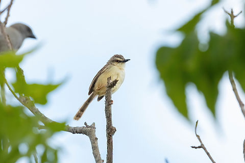 Tawny-flanked Prinia (Prinia subflava) Mida Creek, Kenya. Mar 11, 2023 Geotagged,Kenya,Prinia subflava,Summer,Tawny-flanked prinia