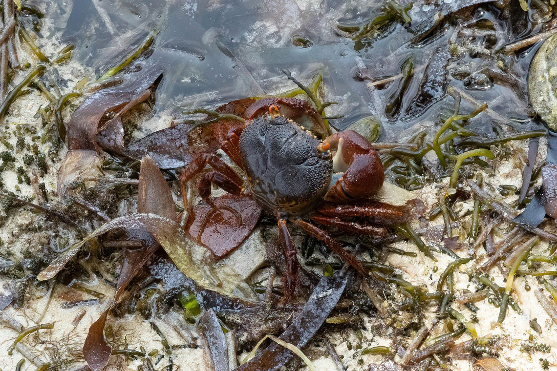 Red-eyed Reef Crab (Eriphia smithii) Chale Island, Kenya. Mar 8, 2023 Eriphia smithii,Geotagged,Kenya,Red-eyed Reef Crab,Summer