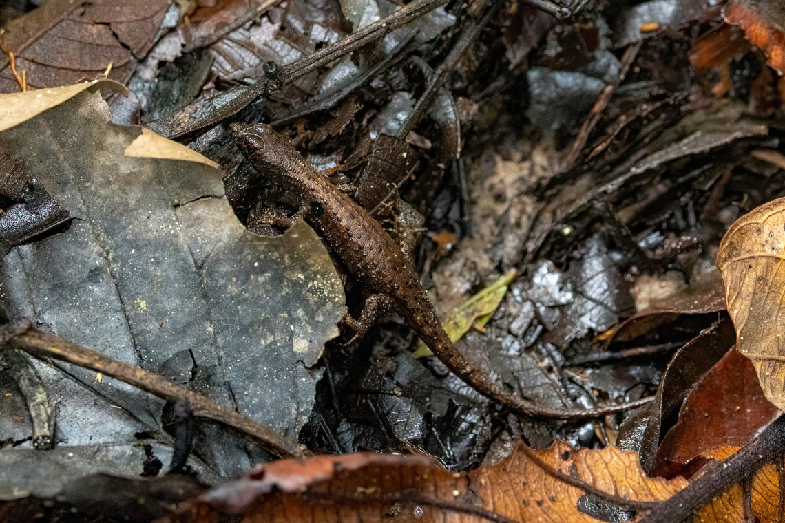Common Stream Lizard (Potamites ecpleopus) Reserva Allpahuayo Mishana, Loreto, Peru. Nov 17, 2023 Geotagged,Peru,Potamites ecpleopus,Spring