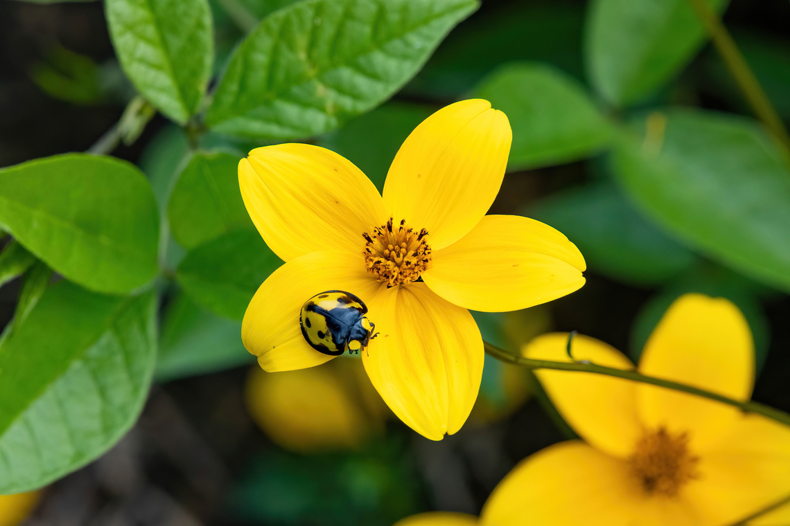 Neda boliviana (Coccinellidae) Complejo arqueologico de Ollape, Amazonas, Peru. May 11 2023 Fall,Geotagged,Neda boliviana,Peru