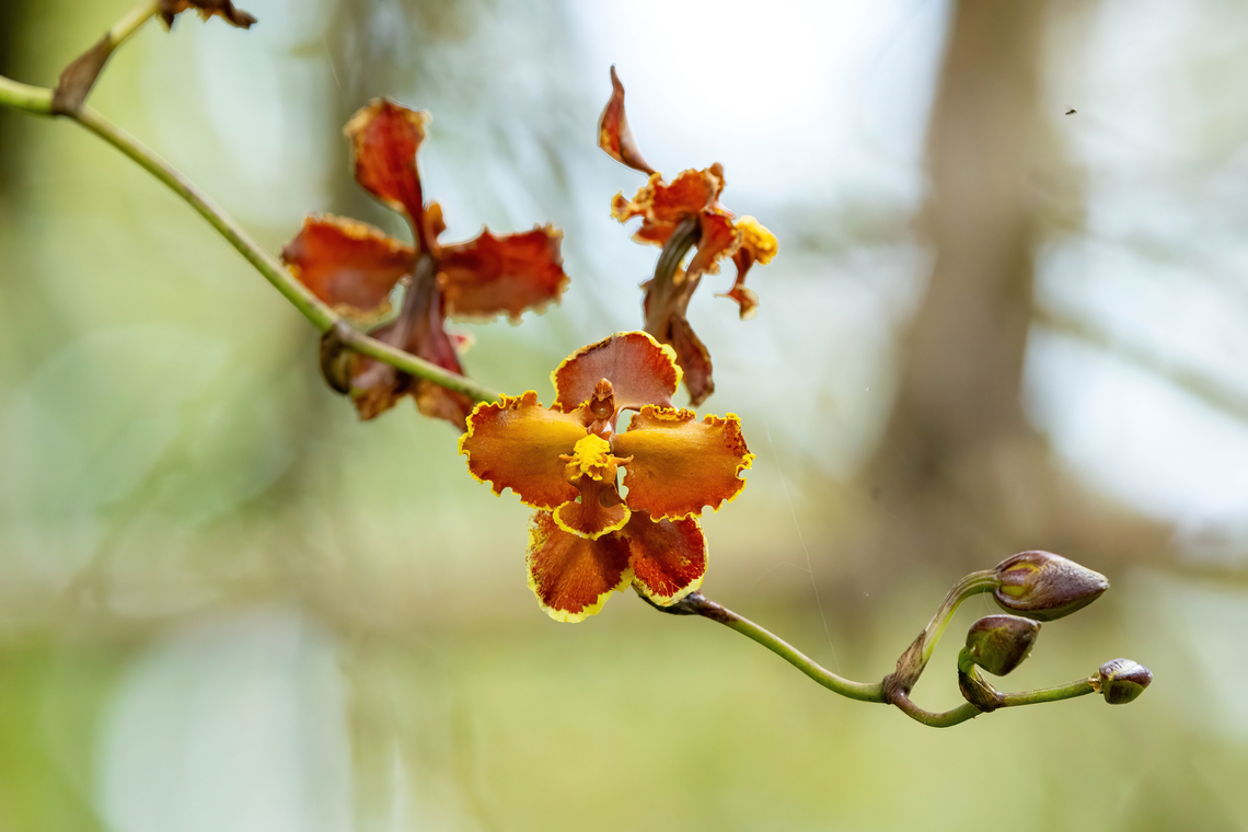 Cyrtochilum tumiferum (Orchidaceae) Complejo arqueologico de Ollape, Amazonas, Peru. May 11 2023 Cyrtochilum tumiferum,Fall,Geotagged,Peru
