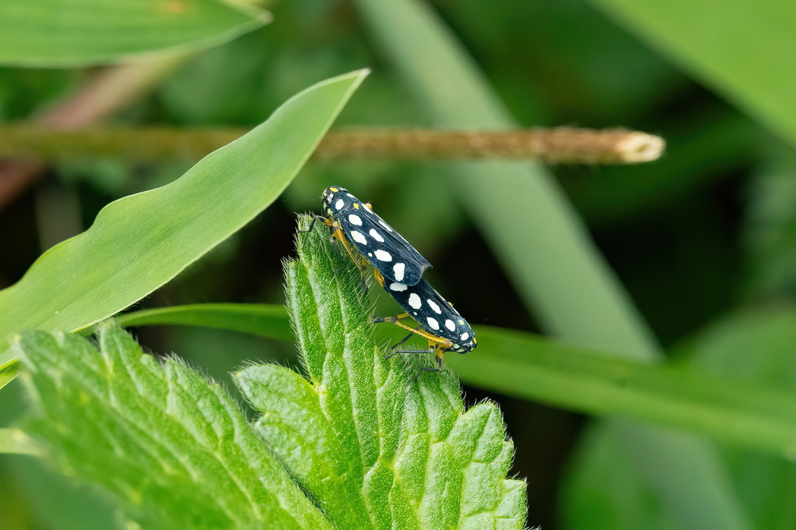 Stehlikiana crassa (Cicadellidae) Complejo arqueologico de Ollape, Amazonas, Peru. May 11 2023 Fall,Geotagged,Peru,Stehlikiana crassa