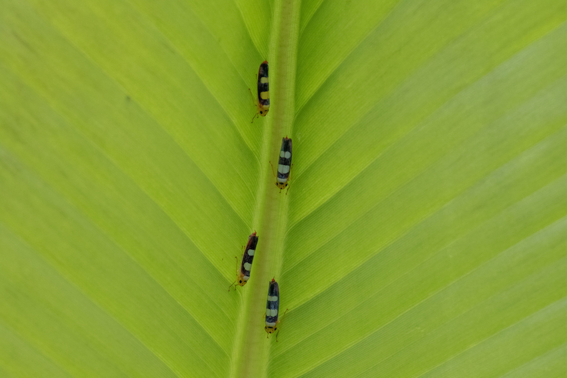 Tettisama bisellata (Cicadellidae) PNYC - El Paujil, Pasco, Peru. Aug 24 2020 Geotagged,Peru,Tettisama bisellata