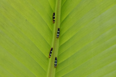 Tettisama bisellata (Cicadellidae) PNYC - El Paujil, Pasco, Peru. Aug 24 2020 Geotagged,Peru,Tettisama bisellata