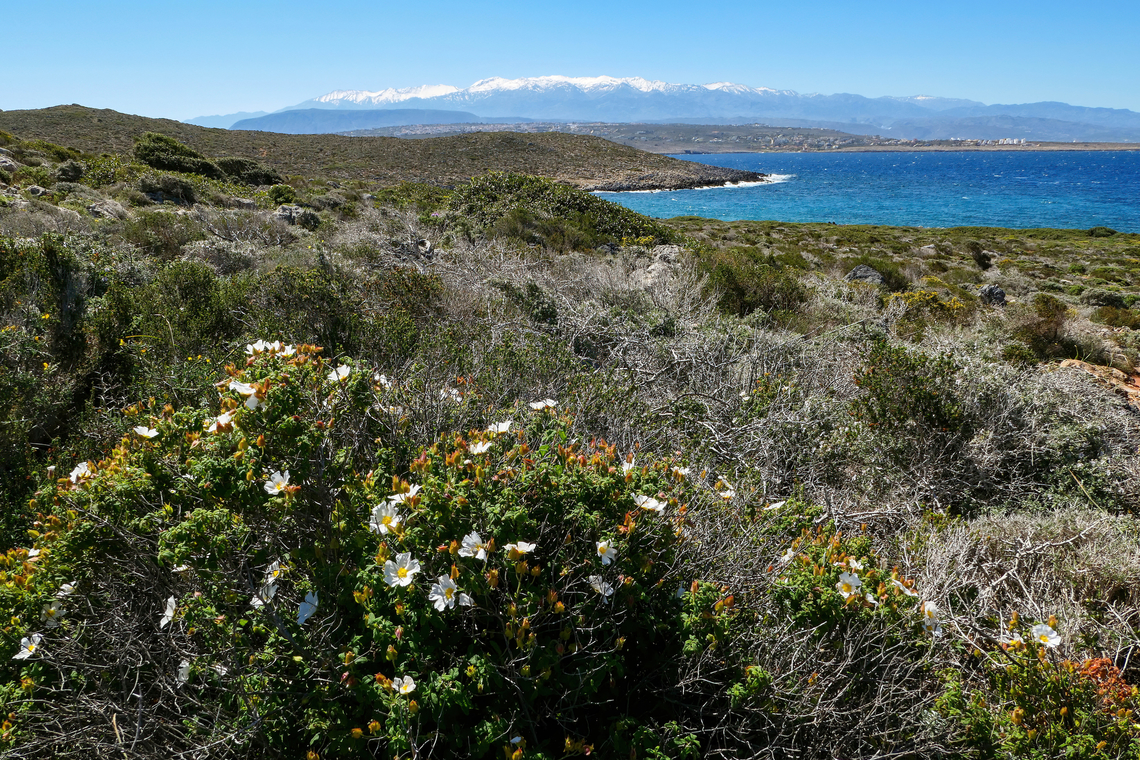Sage-leaved rock-rose (Cistus salviifolius), with the Levka Ori in the background Akrotiri Peninsula, Crete, Greece. Mar 27, 2023 Cistus salviifolius,Geotagged,Greece,Sage-leaved rock-rose,Spring