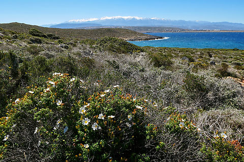 Sage-leaved rock-rose (Cistus salviifolius), with the Levka Ori in the background Akrotiri Peninsula, Crete, Greece. Mar 27, 2023 Cistus salviifolius,Geotagged,Greece,Sage-leaved rock-rose,Spring