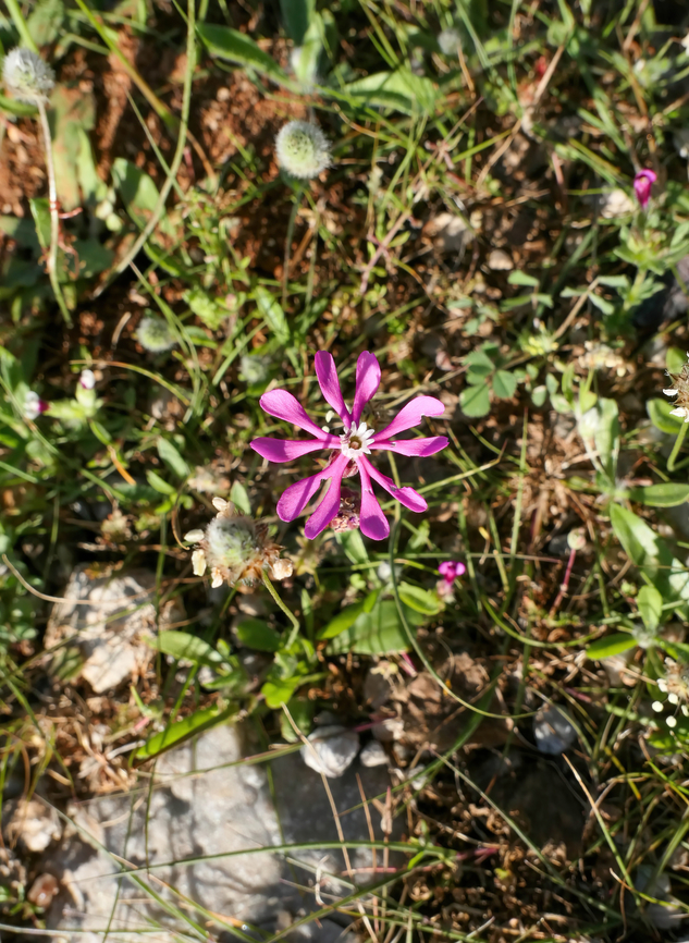 Mediterranean Catchfly (Silene colorata) Akrotiri Peninsula, Crete, Greece. Mar 27, 2023 Geotagged,Greece,Silene colorata,Spring