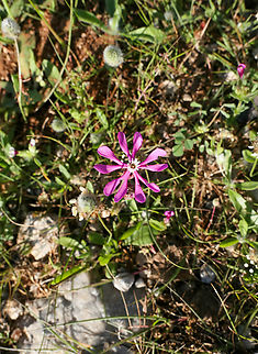Mediterranean Catchfly (Silene colorata) Akrotiri Peninsula, Crete, Greece. Mar 27, 2023 Geotagged,Greece,Silene colorata,Spring